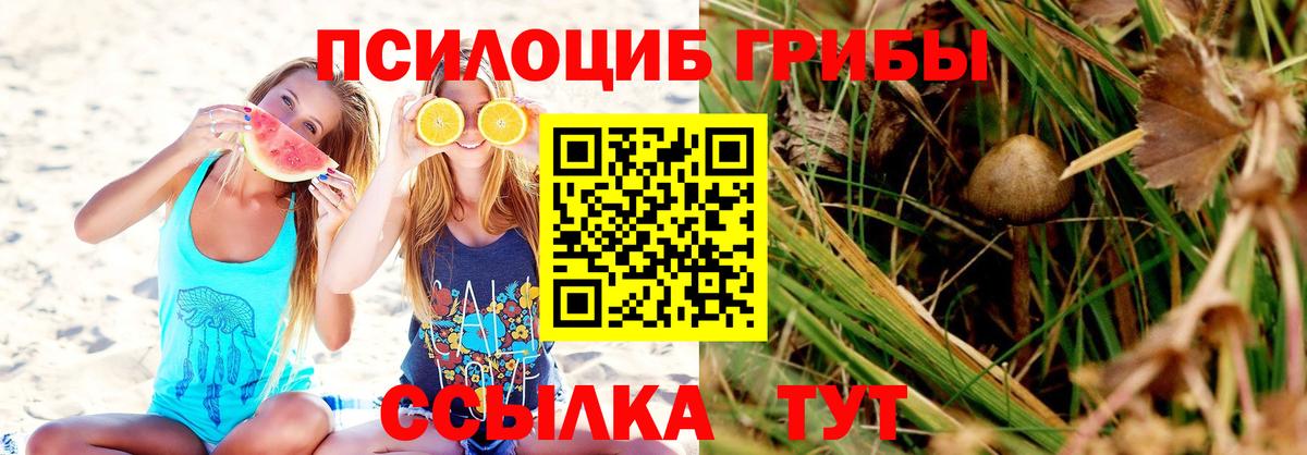 Псилоцибиновые грибы Psilocybe Шахты
